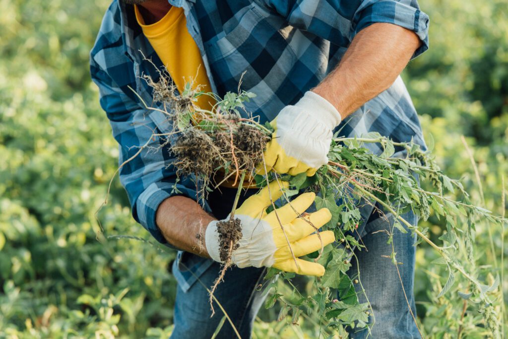 benefits of bioherbicides for weed control